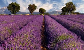 Campi di lavanda in Provenza