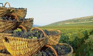 Francia vino