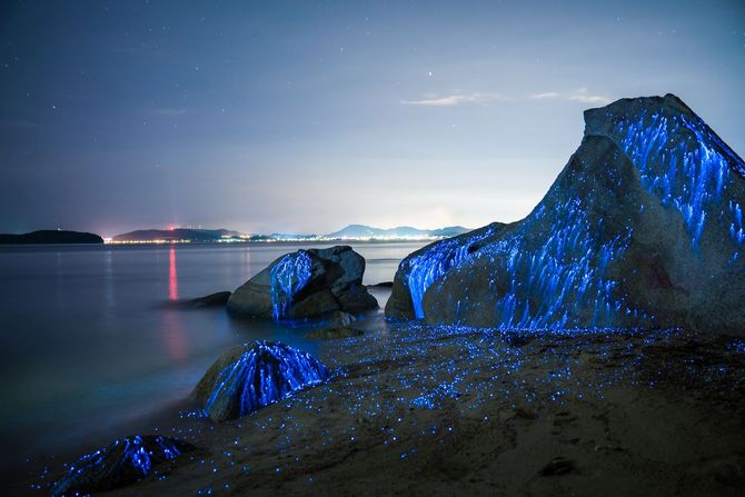 Bioluminescent Beaches