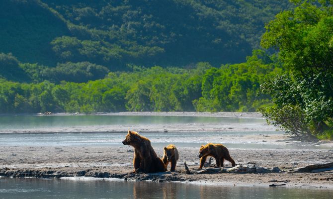  Kamchatka, Russia, isola, orsi