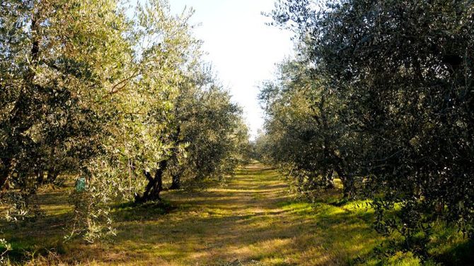 Le Vie dell&amp;#39;olio: Lazio Canino Dop