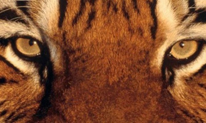 Occhi di tigre, Nigeria