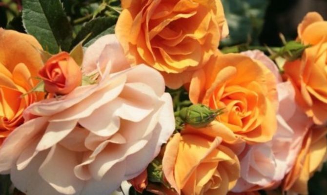 Rosa Portoroz