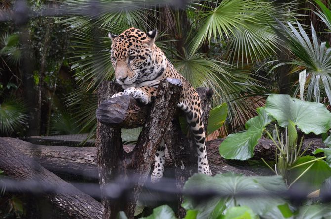 Belize Zoo