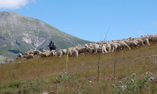 pastore con pecore<br>