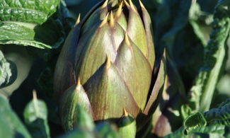 carciofo Dop Sardo, prodotto tipico Sardegna