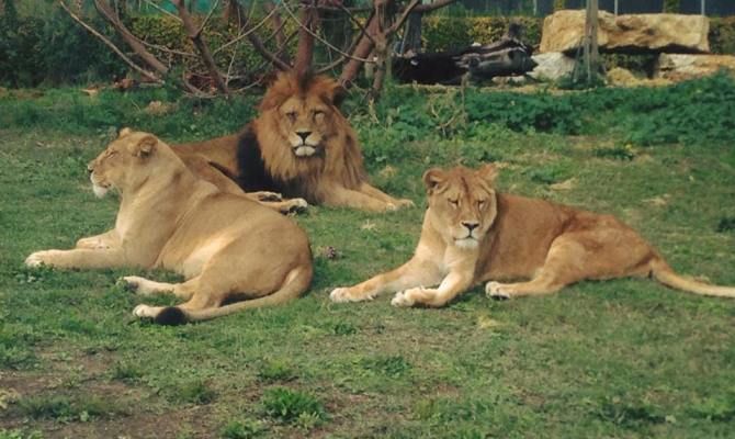 leoni ravenna safari felini parco faunistico animali 
