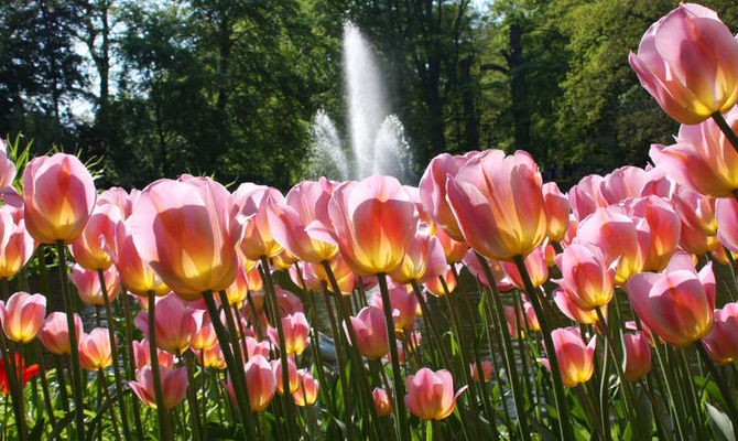 Fiori