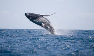 Whale watching: tempo di balene in Brasile 