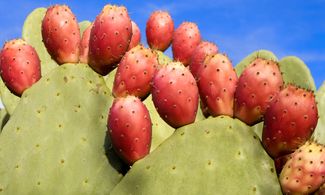 Sicilia, i dolci fichidindia alle pendici dell'Etna