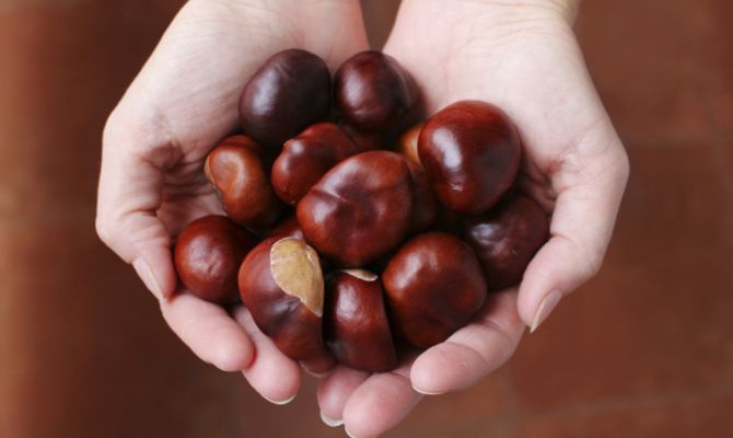 castagna, frutto dell'albero castagno