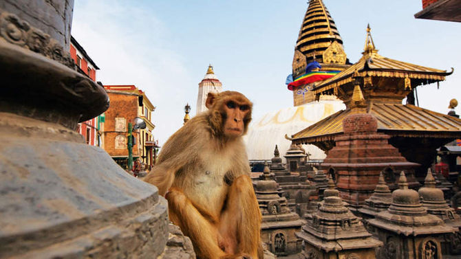 Scimmia nel tempio Swayambhunath