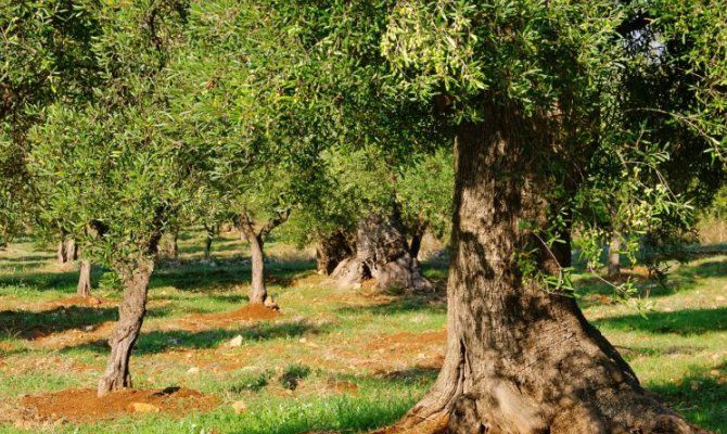 Olio Dop Terra di Bari foto