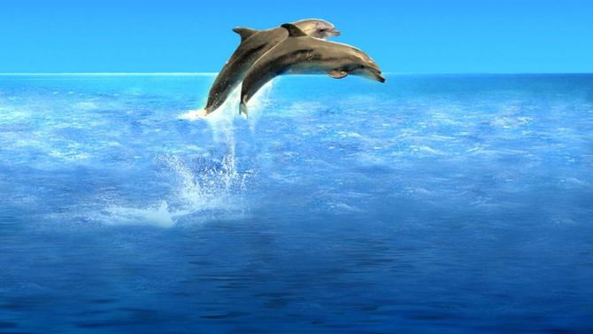 Delfini