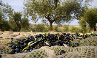 San Comaio, storia di ulivi in Irpinia
