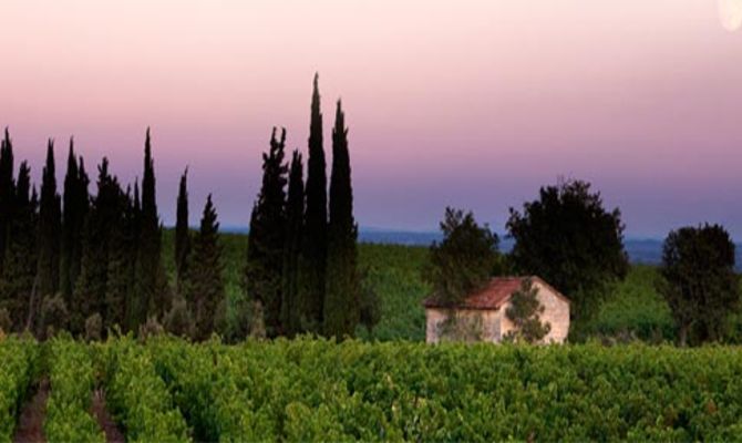 Avignone vigneti Cotes du Rhone