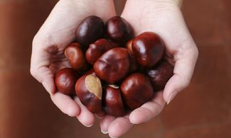 Castagne sulla pelle, 5 ghiotti trattamenti
