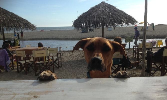 cane bar mare spiaggia bancone vacanze animali