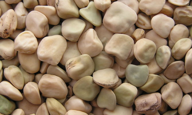 cicerchia legumi lathyrus sativus semi chicchi