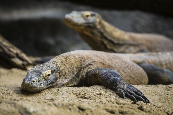 23. Parco Nazionale Komodo