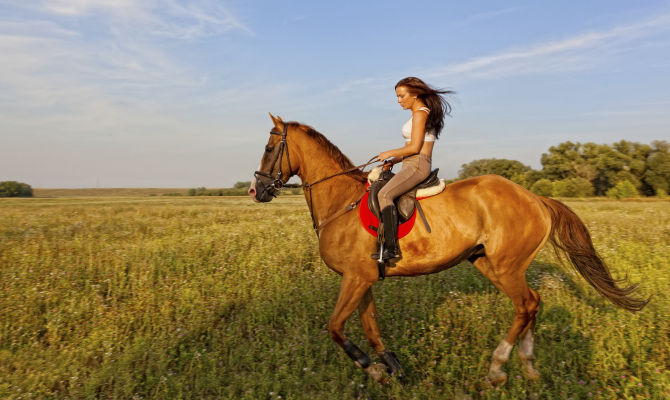 equitazione, prati, cavaliere