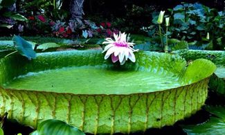 stanze in fiore catania giardino ninfee