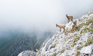 Val di Pejo, trekking e fotografia tra i camosci