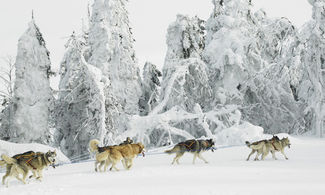 Sleddog
