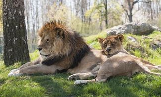 Piemonte: il SafariPark di Pombia in 5 mosse