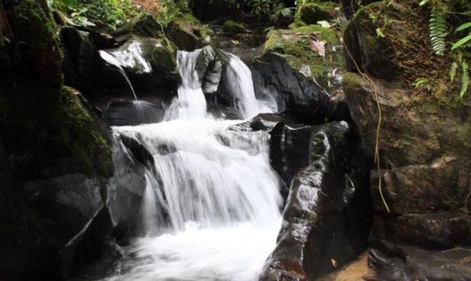 Foresta pluviale, cascata <br>