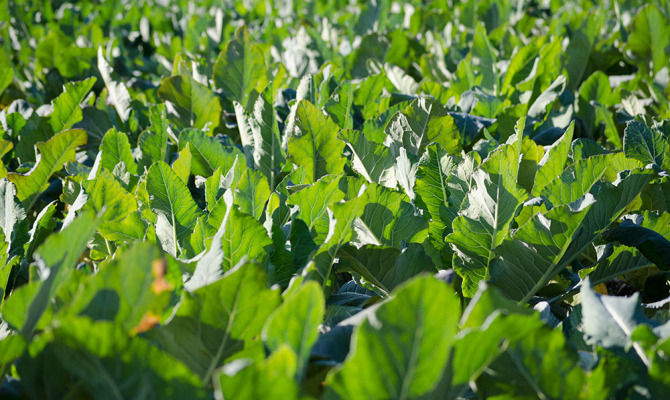 broccoletti di Custoza