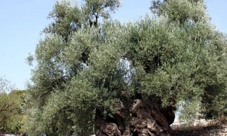 Le vie dell&#39;olio: Calabria &#45; DOP Alto Crotonese