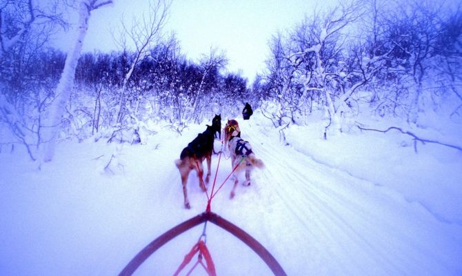 Lapponia finlandese, cani husky sulla neve
