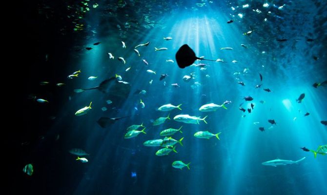 acquario singapore