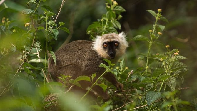 Itinerari del magico Madagascar