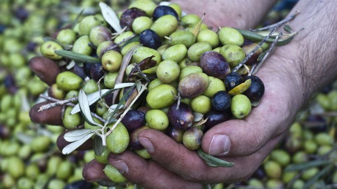 olio trapanese