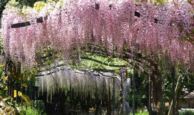 Glicini all'Orto Botanico