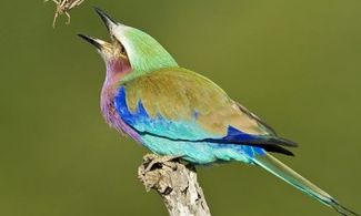 Sudafrica Sabi Sabi natura di lusso