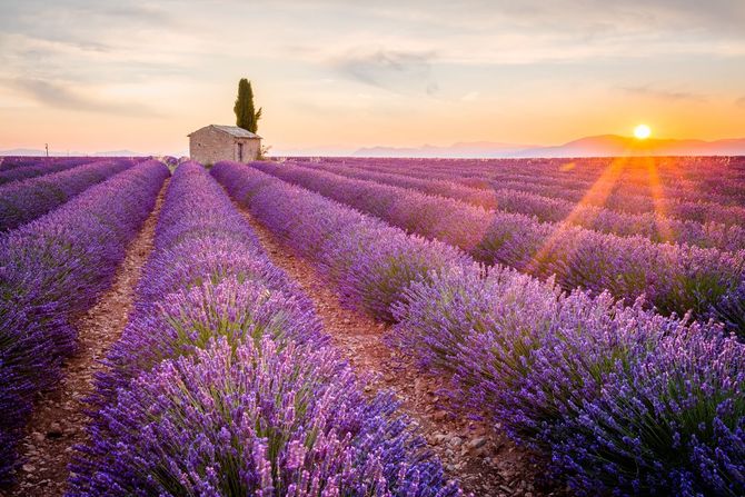 10 I campi di lavanda