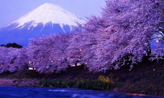 Ciliegi e Monte Fuji, Giappone