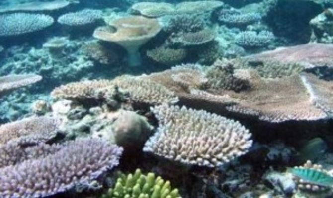 Palau Oceania reef