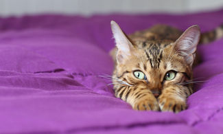 A Teramo un museo dedicato al felino più amato