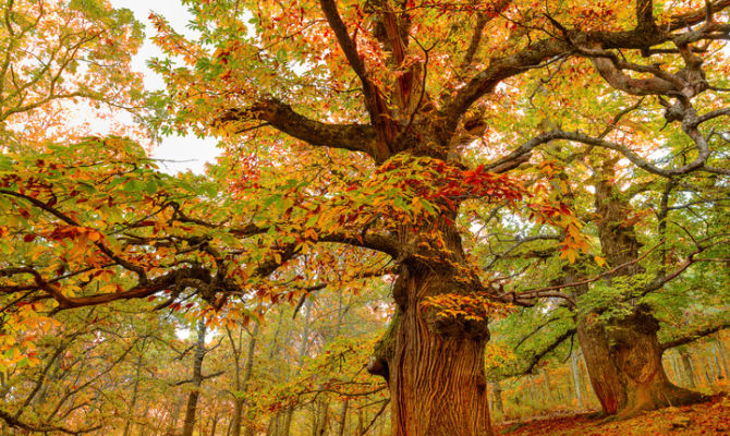 Bosco in autunno