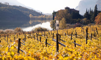 vigneto sul lago
