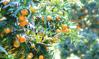 Clementine, piccolo agrume dolce e pieno di Calabria