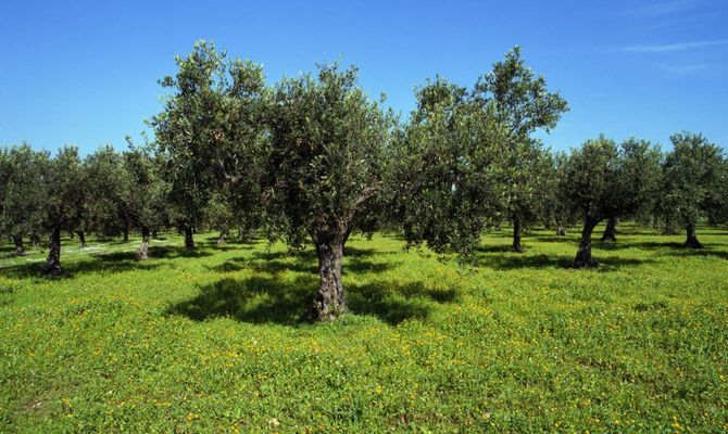 Sicilia olivi