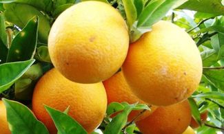 biondo tardivo di trebisacce arance arancio agrumi frutta