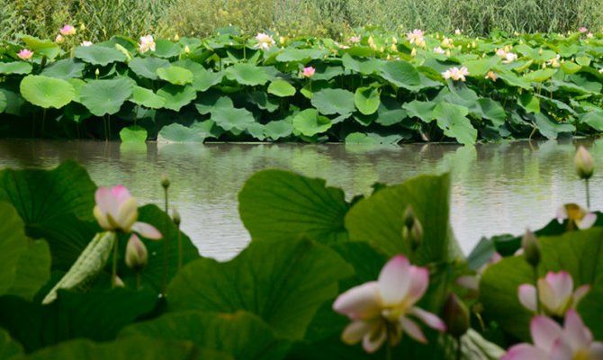 fiume mincio loto fiori lago acqua piante natura