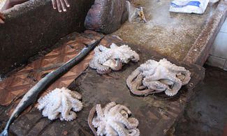 A Zanzibar il polpo profumato al cocco