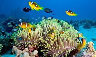 La Barriera Corallina Australiana è a rischio